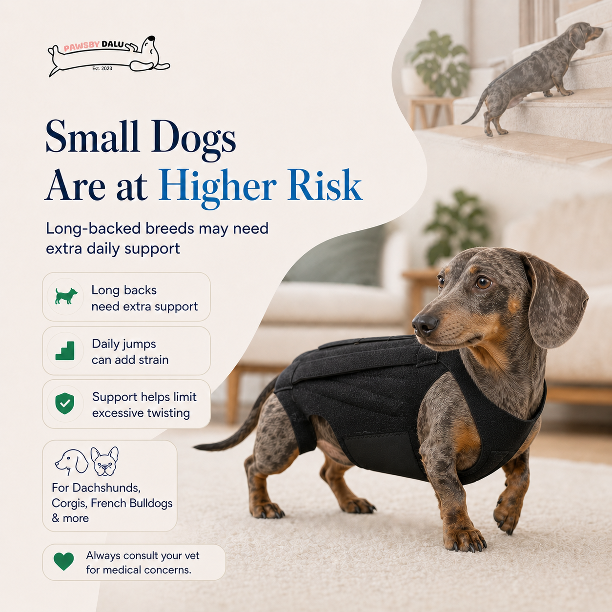 Dalu™ Veterinary-Designed Spine-Shield for IVDD-Prone Breeds